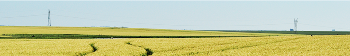 Profesionales en el área de Agronomía y Administración y Finanzas