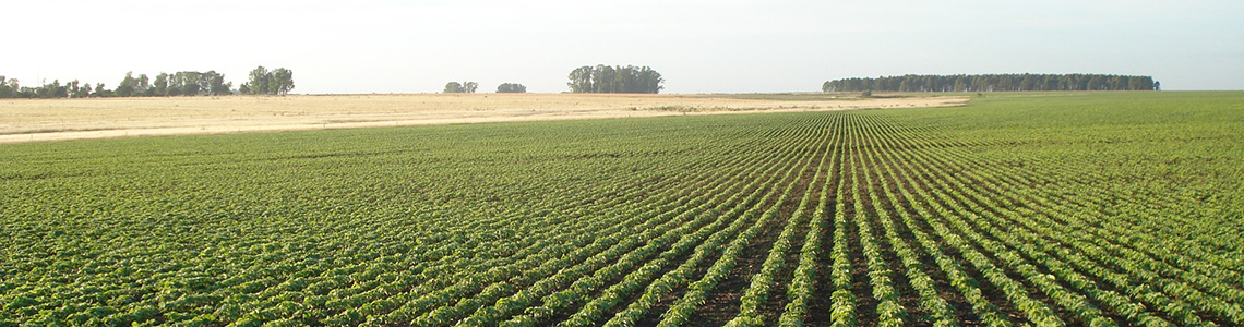 Campo Uruguay